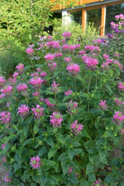 Monarde "Marshall`s  Delight"(Indianernessel) (Pflanze)